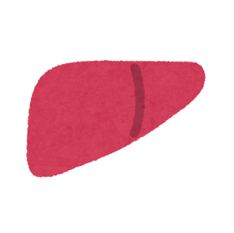 肝臓